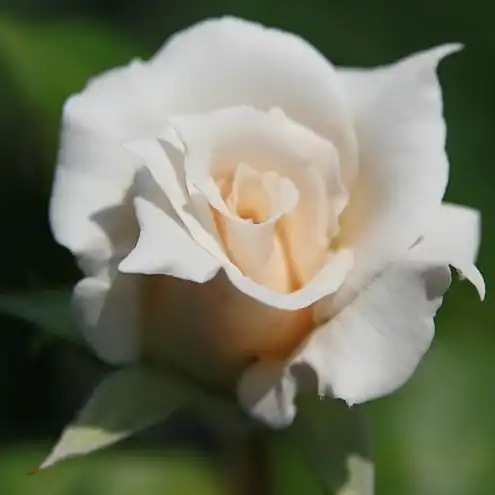 80-100 cm - Trandafiri - Fehér - 